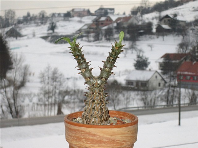 pachypodium baronii windsorii